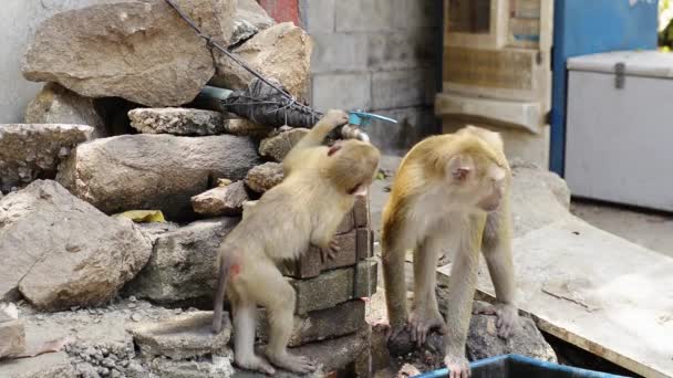 女性の猿と彼女の子供は夏の間に水道水を飲んでいます — ストック動画
