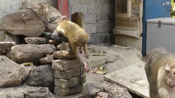 小さな猿は夏に水道水を飲んで遊んでいます — ストック動画
