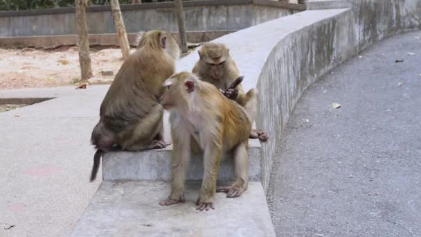 Οικογένεια Του Καφέ Μαϊμού Φροντίζει Ένας Τον Άλλο Στο Πάρκο — Αρχείο Βίντεο