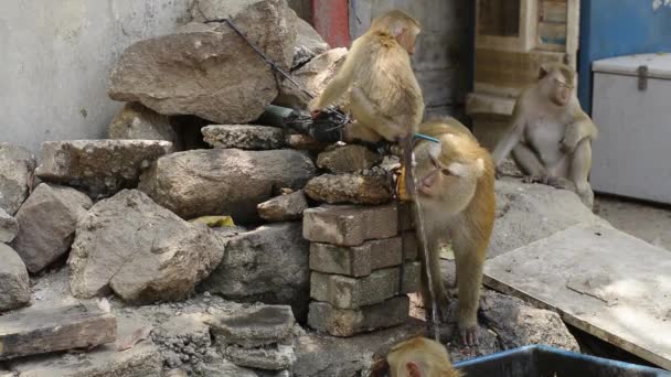 茶色の猿は 夏の間に公園で水道水を飲んでいます — ストック動画