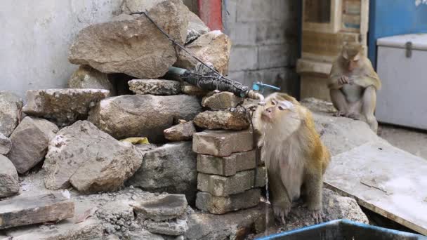 Singe Brun Boire Eau Robinet Pendant Été — Video