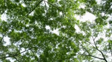 Halka açık parkta yeşil yaprak lar ağacıetrafında dönen, Doğal kavram.