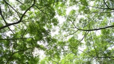 Güneş ışığına karşı yeşil yapraklar ağacı altında taşıma, Doğal kavram.