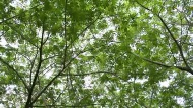 Güneş ışığına karşı yeşil yapraklar ağacı altında taşıma, Doğal kavram.