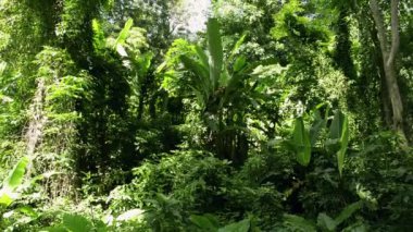 Phuket, Tayland güneş ışığı altında Tropikal yağmur ormanı