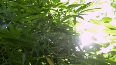 Güneş ışınlarına karşı ağaçların yeşil yaprakları, güneş ormanda yeşil yaprakları ile parlayan.