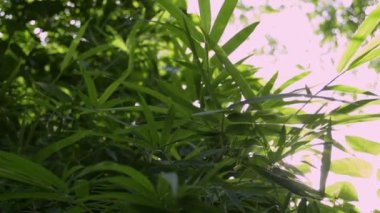 Güneş ışınlarına karşı ağaçların yeşil yaprakları, güneş ormanda yeşil yaprakları ile parlayan.