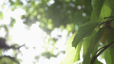  Rüzgar tarafından üfleme ağacının yeşil yaprakları ile güneş güzelliği.