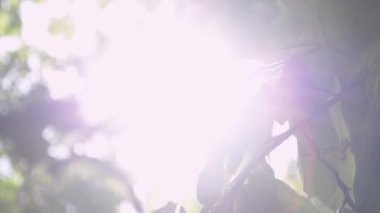  Rüzgar tarafından üfleme ağacının yeşil yaprakları ile güneş güzelliği.