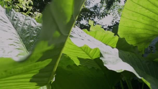 Hojas Oreja Elefante Selva Hojas Verdes Bajo Sol Selva Tropical — Vídeo de stock