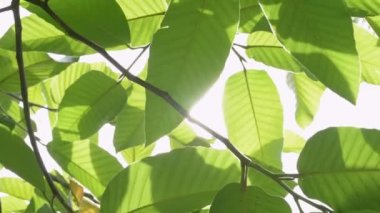  Rüzgar tarafından üfleme ağacının yeşil yaprakları ile güneş güzelliği.