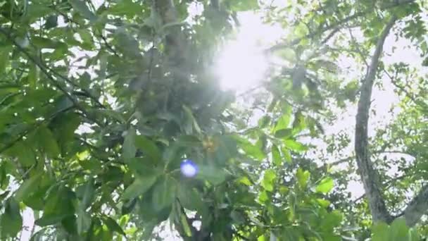 Beleza Luz Sol Através Das Folhas Verdes Árvore Soprando Pelo — Vídeo de Stock