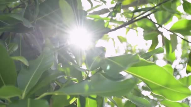 風に吹かれた木の緑の葉を通る太陽の光の美しさ — ストック動画