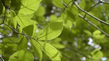 Yaz aylarında rüzgar tarafından üfleme bir ağacın yeşil yaprakları.