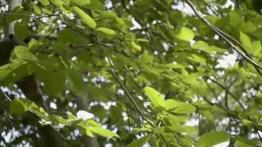 Yaz aylarında rüzgar tarafından üfleme bir ağacın yeşil yaprakları.