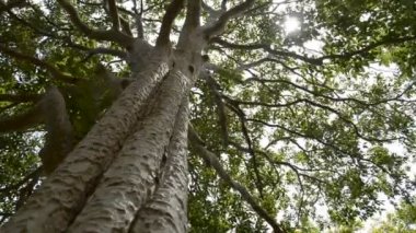 Bahar güneşi nazikçe tropikal yağmur ormanında büyük bir ağacın yeşil dalları ile parlayan.