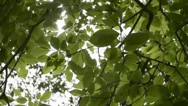 Beauty Sunshine Green Leaves Tree Blowing Wind — Stock Video