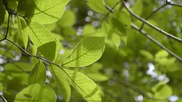 Groene Bladeren Van Een Boom Waait Door Wind Zomertijd — Stockvideo