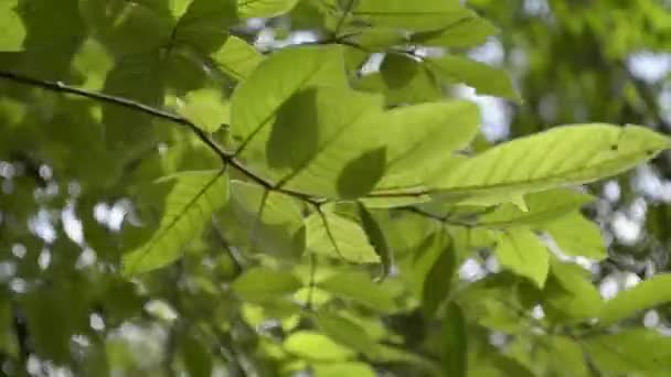 Зеленые Листья Дерева Дующего Ветром Летнее Время — стоковое видео