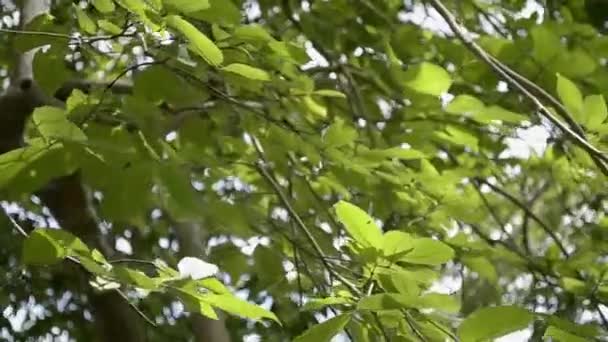 Hojas Verdes Árbol Soplando Por Viento Verano — Vídeo de stock