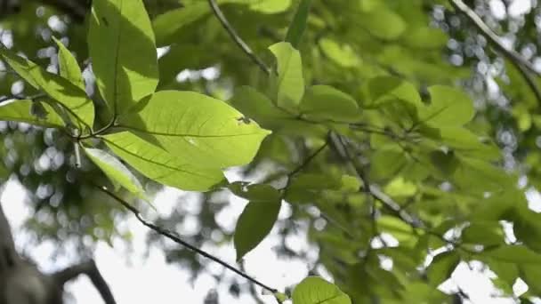 Folhas Verdes Uma Árvore Soprando Pelo Vento Hora Verão — Vídeo de Stock