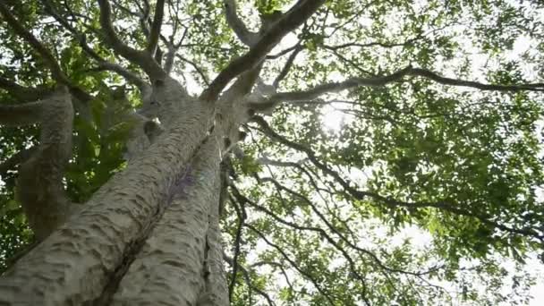 Sol Primaveral Brillando Suavemente Través Las Ramas Verdes Gran Árbol — Vídeos de Stock