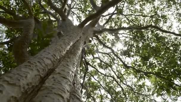 熱帯雨林の大きな木の緑の枝を優しく輝く春の太陽 — ストック動画