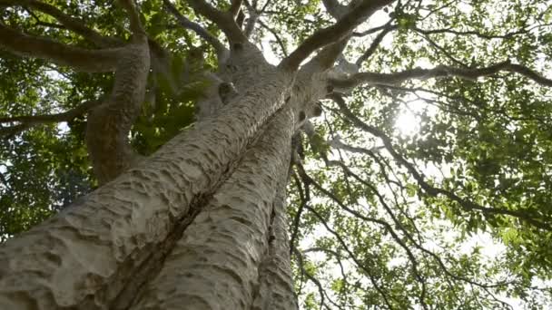 Jarní Slunce Jemně Svítilo Zelenými Větvemi Velkého Stromu Tropickém Deštním — Stock video