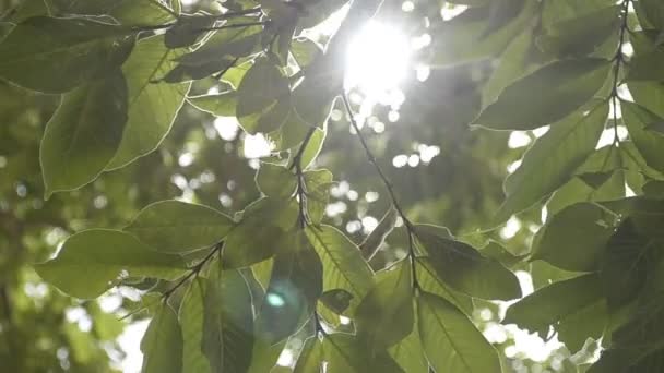 Belleza Del Sol Través Las Hojas Verdes Del Árbol Que — Vídeos de Stock