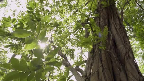 Krása Slunce Zářící Zelenými Listy Velkého Stromu Fouká Větru — Stock video