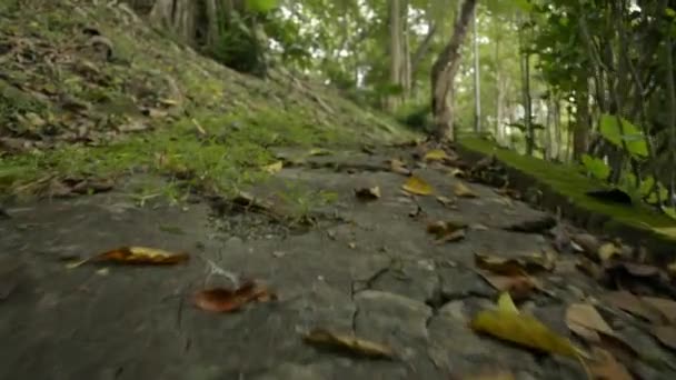 Avanzando Con Vista Ángulo Bajo Suelo Parque Natural — Vídeo de stock