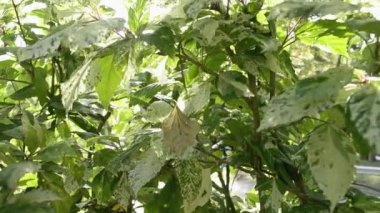 Tropikal bitkiler arkasında ışıltılı güneş ışınları, güneşin güzelliği ağacın yeşil yaprakları ile parlayan, Güneş flare ile soyut bokeh.