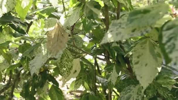 Glinsterende Zonnestralen Achter Tropische Planten Schoonheid Van Zon Schijnt Door — Stockvideo
