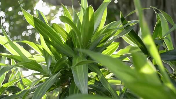 Tropikal Bitkiler Arkasında Işıltılı Güneş Işınları Güneşin Güzelliği Ağacın Yeşil — Stok video