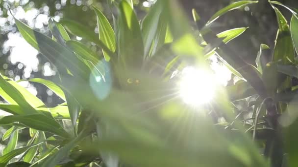 Skimrande Solstrålar Bakom Tropiska Växter Skönheten Solen Skiner Genom Gröna — Stockvideo