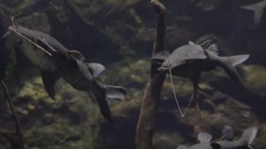 Baş aşağı Catfish akvaryumda suyun altında yüzüyor. Bu akvaryumun adı baş aşağı duruşundan geliyor..