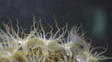 Cam akrepler akvaryumdaki balıklarla birlikte denizin altında sallanıyor..