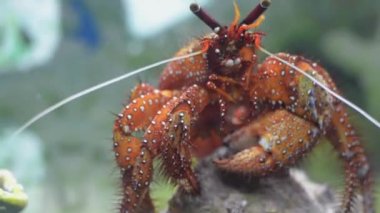 Beyaz benekli keşiş yengeci, yaşamlarını boş gastropod kabukları içinde geçiren en renkli keşiş yengeçlerinden biridir..
