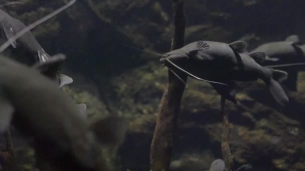 Upside Catfishes Swimming Water Aquarium Which Aptly Named Its Upside — Stock Video