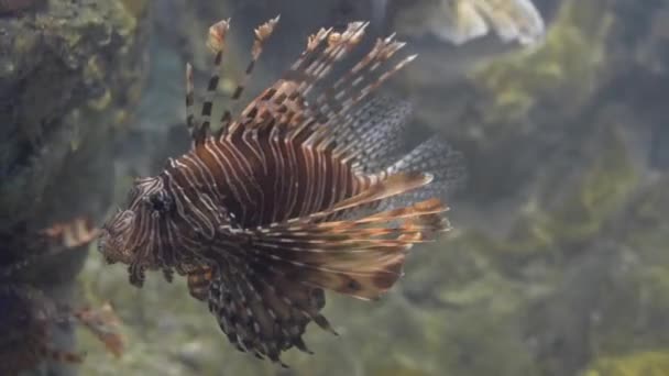 Pez León Está Nadando Bajo Agua Del Mar Acuario Que — Vídeo de stock