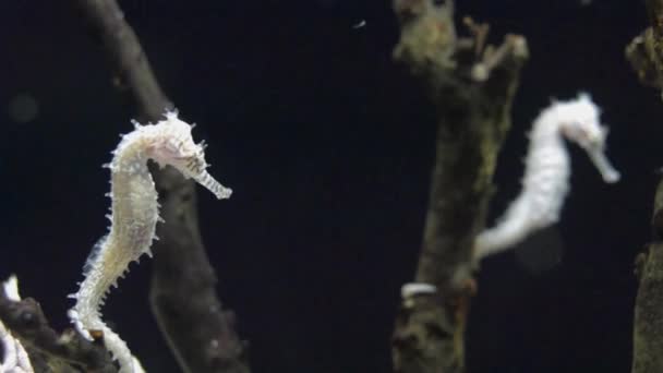White Thorny Seahorse Hippocampus Histrix Swimming Sea Water Aquarium — Stock Video