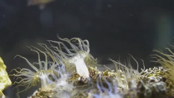 玻璃海葵在海水中摇曳 水族馆里有许多鱼 — 图库视频影像