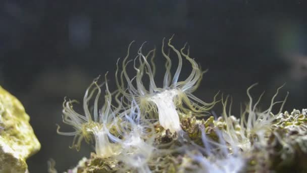 玻璃海葵在海水中摇曳 水族馆里有许多鱼 — 图库视频影像