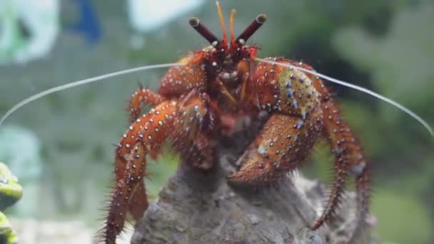 White Spotted Hermit Crab Which One Most Colorful Hermit Crabs — Stockvideo