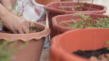 Kadının eli, COVID-19 salgınıyla birlikte evdeki karantina sırasında kilden bir kaba genç ağaçlar dikiyor. Evde bahçıvanlık. Yavaş çekimde döndürme.