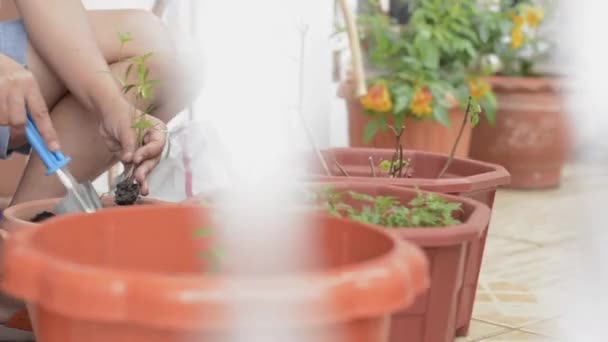 Wanita Memindahkan Tanaman Muda Untuk Dibudidayakan Dalam Panci Tanah Liat — Stok Video