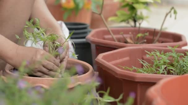 Mano Mujer Moviendo Plantas Jóvenes Para Cultivar Una Olla Barro — Vídeos de Stock