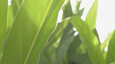Galangal ağaçlarının yaprakları yoğun bir şekilde güneş ışığı altında büyür ve sabahları parlarlar. Çayırdaki yemyeşil yaprakların arasından gün ışığının güzelliği. Doğa ve çevre. Döndürme çekimi.