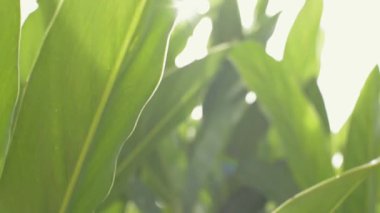 Galangal ağaçlarının yaprakları yoğun bir şekilde güneş ışığı altında büyür ve sabahları parlarlar. Çayırdaki yemyeşil yaprakların arasından gün ışığının güzelliği. Doğa ve çevre. Döndürme çekimi.