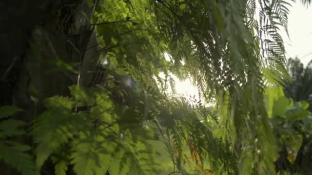 Fermer les feuilles de fougère qui poussent sur le palmier sous la lumière du soleil qui brille dans la soirée. Plan panoramique de feuillage dense et luxuriant dans la prairie. Nature et environnement.